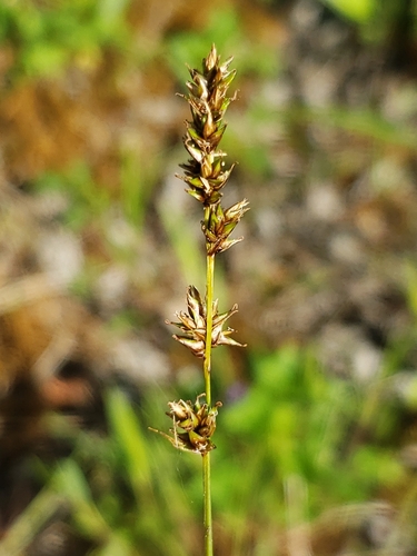 Carex diandra iNat (2)