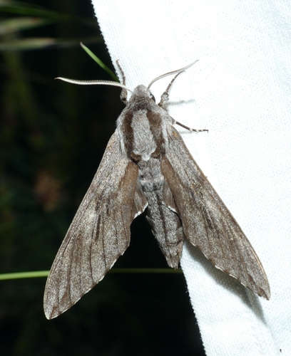 Hyloicus pinastri