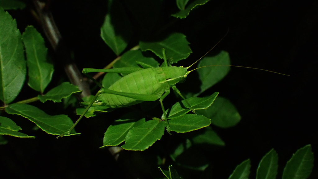 Isophya rectipennis