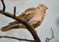 Streptopelia roseogrisea