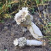 Jacaranda Helmet Stinkhorn - Photo (c) Dianne Clarke, some rights reserved (CC BY-NC), uploaded by Dianne Clarke
