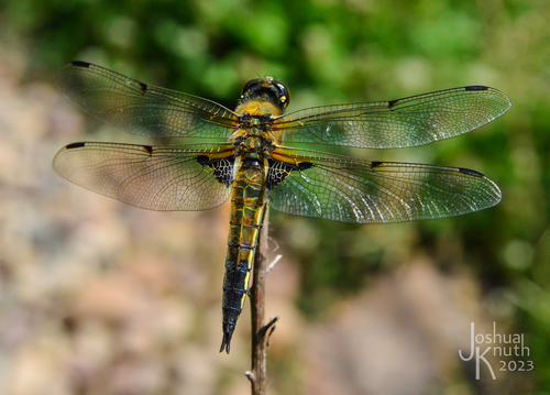 Four-spotted Skimmer, photo 10 of 10