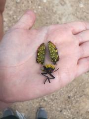 Julodis