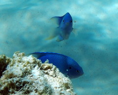 Pomacentrus pavo