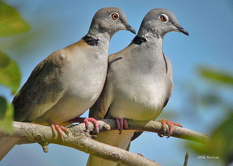 White-winged Collared Dove illustration