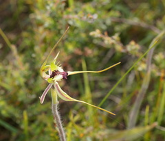 Caladenia dilatata