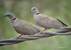 Streptopelia decipiens