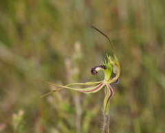 Caladenia dilatata