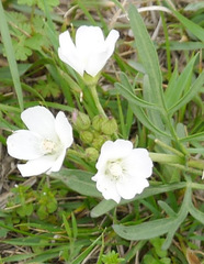 Callirhoe alcaeoides