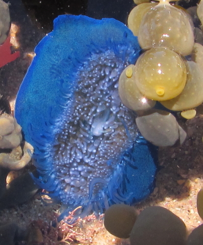 photo of By-the-wind Sailor (Velella velella)