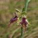 Purple Beard Orchid - Photo (c) Reiner Richter, some rights reserved (CC BY-NC-SA)