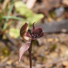 Chiloglottis × pescottiana