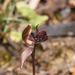Chiloglottis ×pescottiana - Photo (c) Reiner Richter,  זכויות יוצרים חלקיות (CC BY-NC-SA), הועלה על ידי Reiner Richter