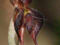 Pterostylis boormanii