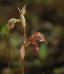 Pterostylis hamata