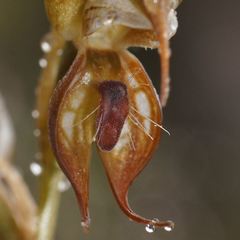 Pterostylis hamata