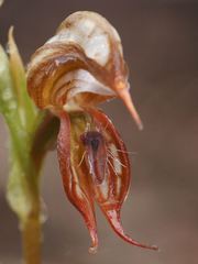 Pterostylis hamata
