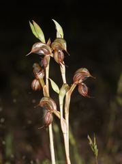Pterostylis hamata