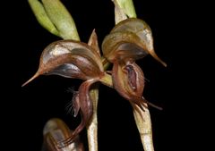 Pterostylis hamata
