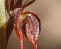 Pterostylis boormanii