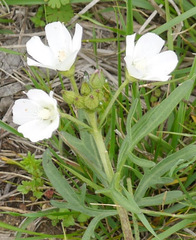 Callirhoe alcaeoides