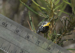 Cyrioides imperialis