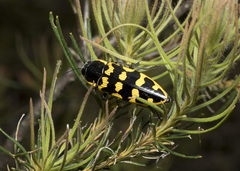 Cyrioides imperialis