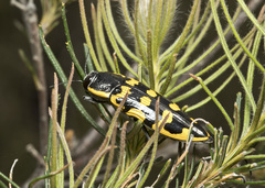 Cyrioides imperialis