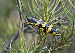 Cyrioides imperialis