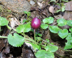 Lobelia nummularia