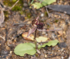 Chiloglottis × pescottiana