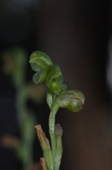 Pterostylis bicolor