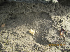 Anisolabis littorea