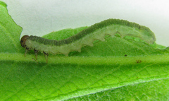 Euura longiserra