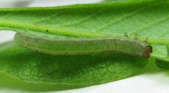 Euura longiserra