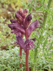 Orobanche alba