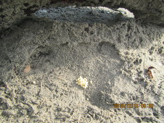 Anisolabis littorea