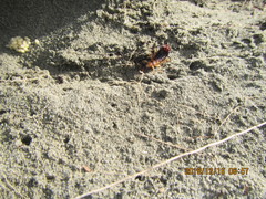 Anisolabis littorea