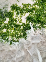 Ulva fasciata