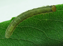 Euura longiserra