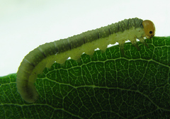 Euura longiserra