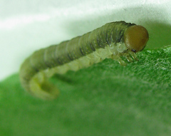 Euura longiserra