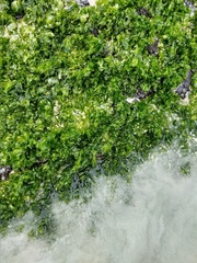Ulva fasciata