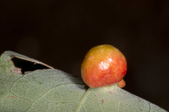 Euura hastatavora