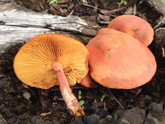 Gymnopilus thiersii