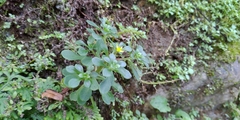 Sedum formosanum
