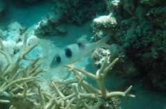 Parupeneus crassilabris