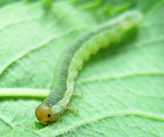 Euura longiserra
