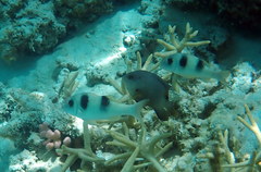 Parupeneus crassilabris