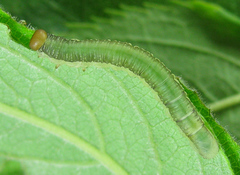 Euura longiserra